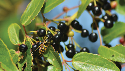 Step Aside Acai, There’s A New Berry In Town